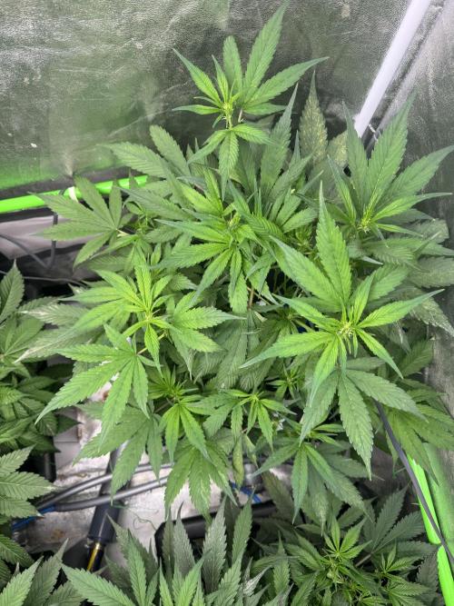 Papaya Cookies Auto | RDWC. Week 7 - Back right
