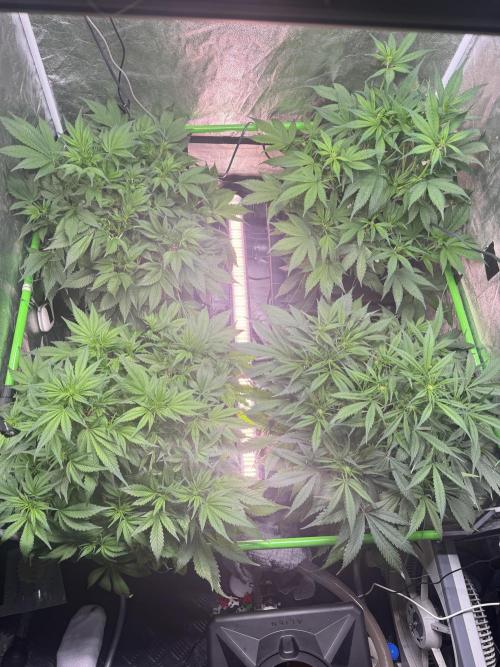 Papaya Cookies Auto | RDWC. Week 7 - Installed a canopy light
