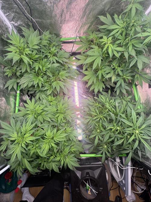 Papaya Cookies Auto | RDWC. Week 7 - Day 43