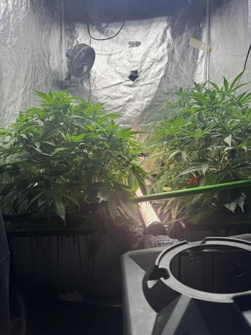 Papaya Cookies Auto | RDWC. Week 7 - Day 44