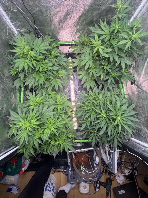 Papaya Cookies Auto | RDWC. Week 7 - Day 44