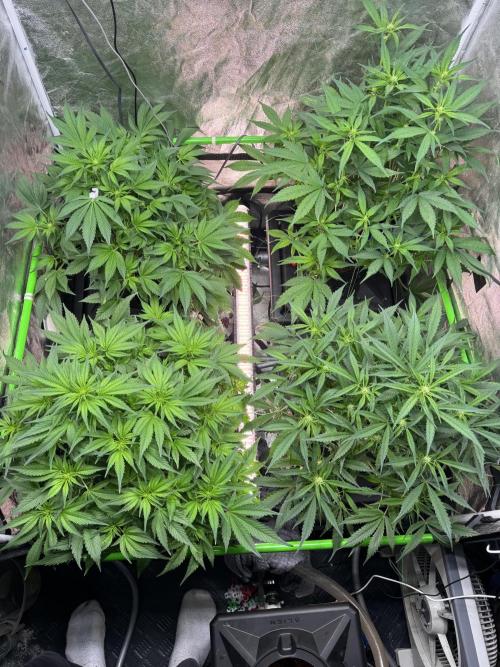 Papaya Cookies Auto | RDWC. Week 7 - Day 45