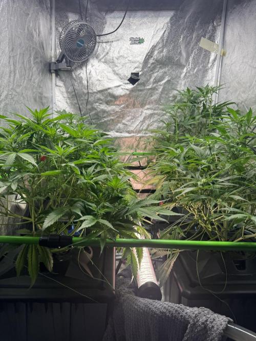 Papaya Cookies Auto | RDWC. Week 7 - Day 45