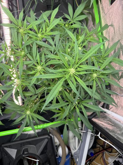 Papaya Cookies Auto | RDWC. Week 7 - Down right