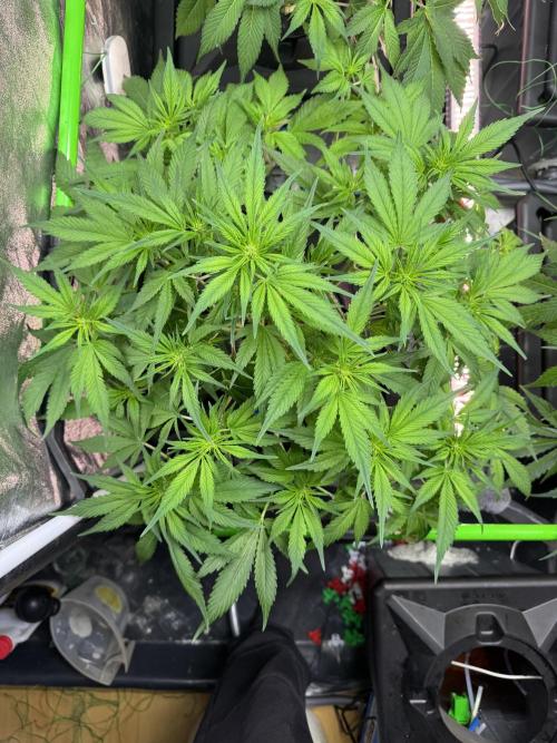 Papaya Cookies Auto | RDWC. Week 7 - Down left