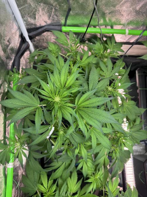 Papaya Cookies Auto | RDWC. Week 7 - Upper left