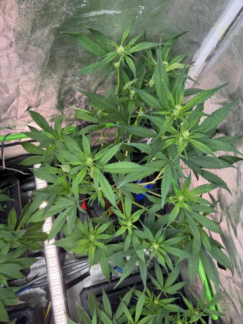 Papaya Cookies Auto | RDWC. Week 7 - Upper right