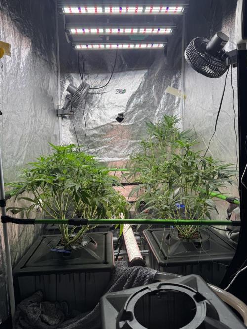 Papaya Cookies Auto | RDWC. Week 7 - Lollipopped