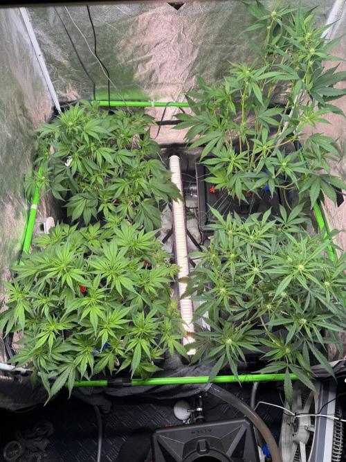 Papaya Cookies Auto | RDWC. Week 7 - Top picture