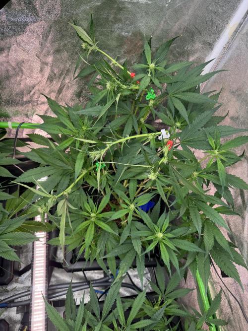 Papaya Cookies Auto | RDWC. Week 7 - Suppercropped