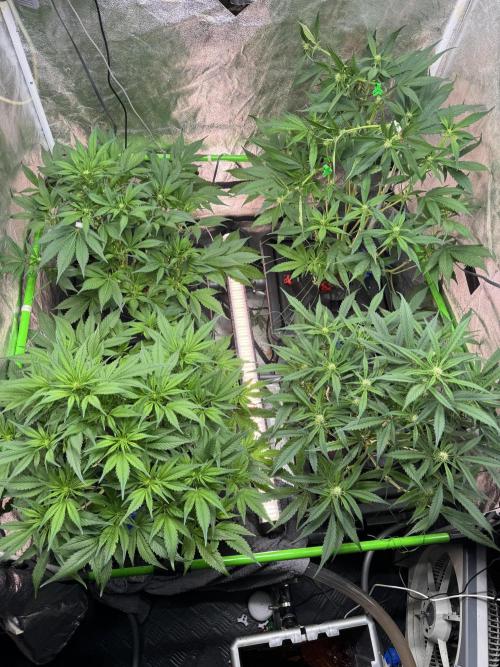 Papaya Cookies Auto | RDWC. Week 7 - Day 47
