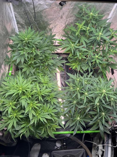 Papaya Cookies Auto | RDWC. Week 8 - Day 49