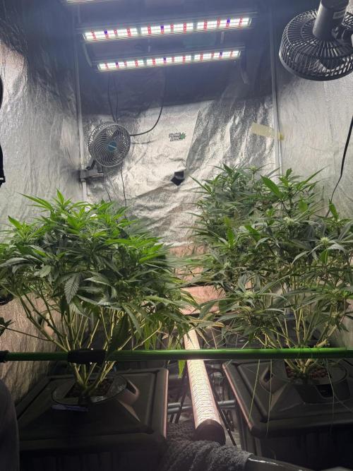 Papaya Cookies Auto | RDWC. Week 8 - Day 49