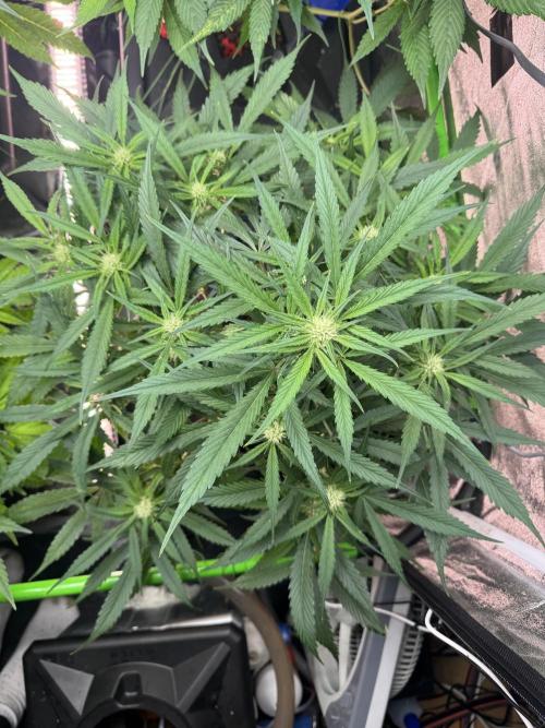 Papaya Cookies Auto | RDWC. Week 8 - 49