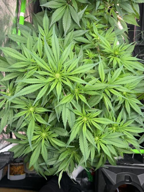 Papaya Cookies Auto | RDWC. Week 8 - 49
