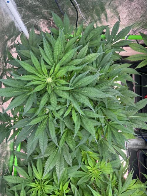 Papaya Cookies Auto | RDWC. Week 8 - 49