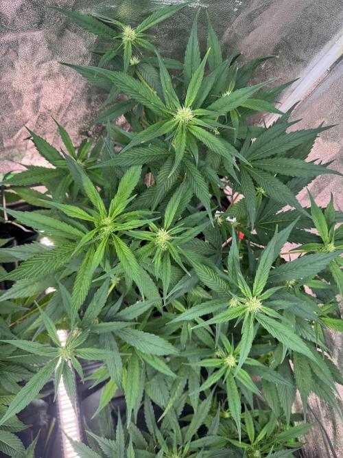 Papaya Cookies Auto | RDWC. Week 8 - 49