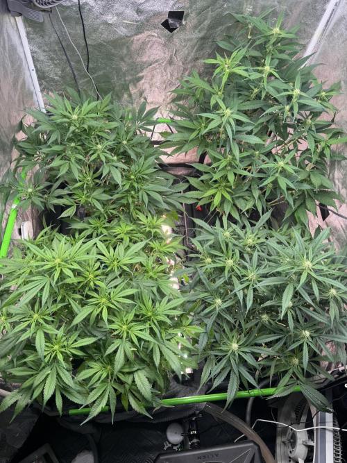 Papaya Cookies Auto | RDWC. Week 8 - Day 50