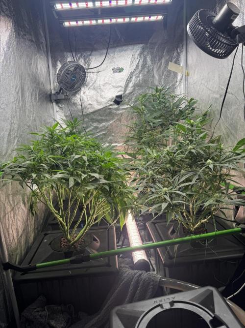 Papaya Cookies Auto | RDWC. Week 8 - Day 50