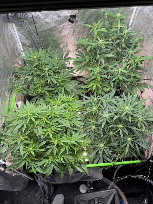 Papaya Cookies Auto | RDWC. Week 8 - Day 51