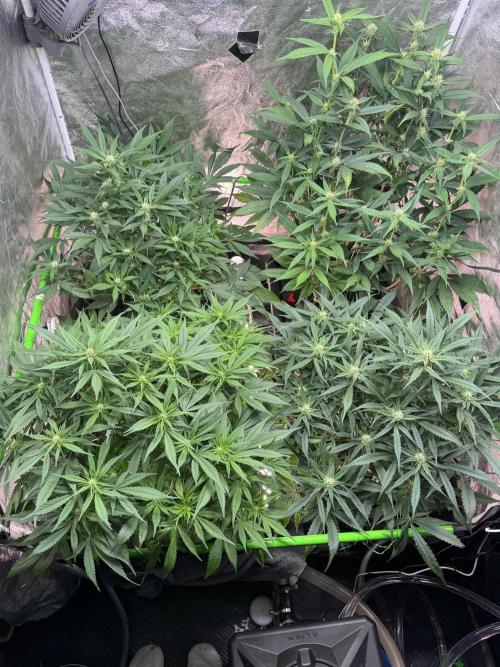 Papaya Cookies Auto | RDWC. Week 8 - Day 53