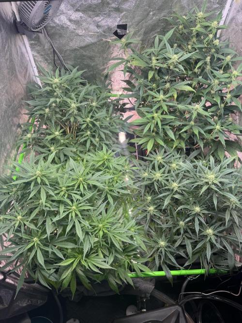 Papaya Cookies Auto | RDWC. Week 8 - Day 55