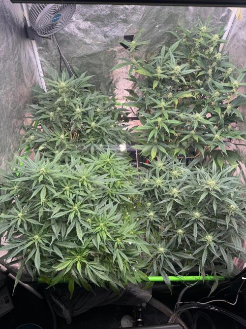 Papaya Cookies Auto | RDWC. Week 9 - Day 56