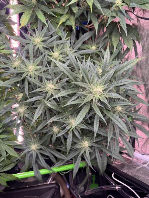 Papaya Cookies Auto | RDWC. Week 9 - Down right 56
