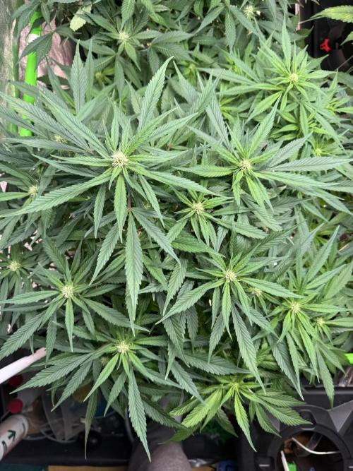 Papaya Cookies Auto | RDWC. Week 9 - Down left 56