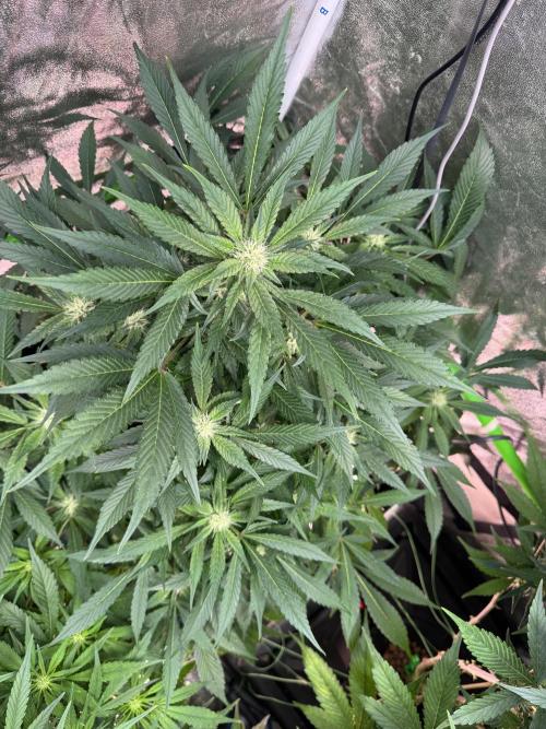 Papaya Cookies Auto | RDWC. Week 9 - Upper left 56
