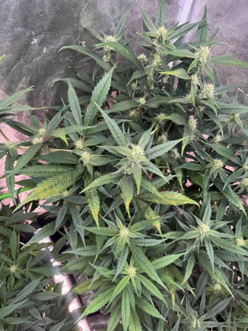 Papaya Cookies Auto | RDWC. Week 9 - Upper right 56