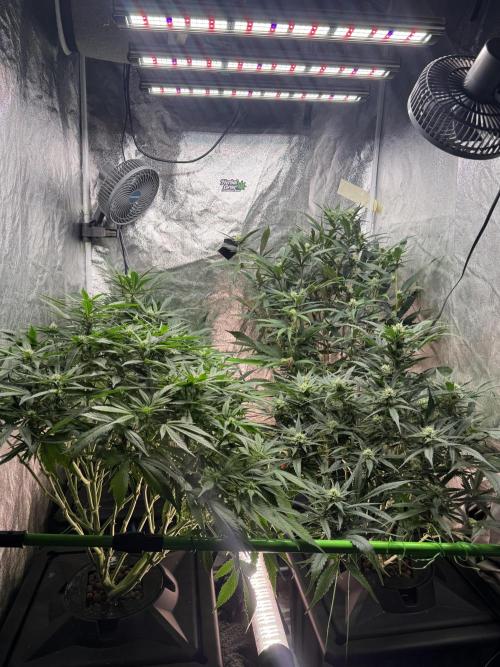 Papaya Cookies Auto | RDWC. Week 9 - Day 56