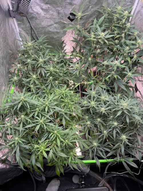 Papaya Cookies Auto | RDWC. Week 9 - Day 57