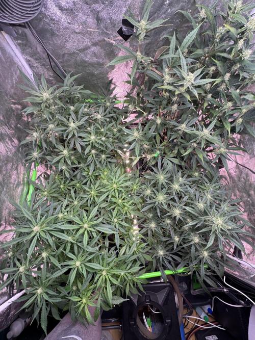 Papaya Cookies Auto | RDWC. Week 9 - Day 57
