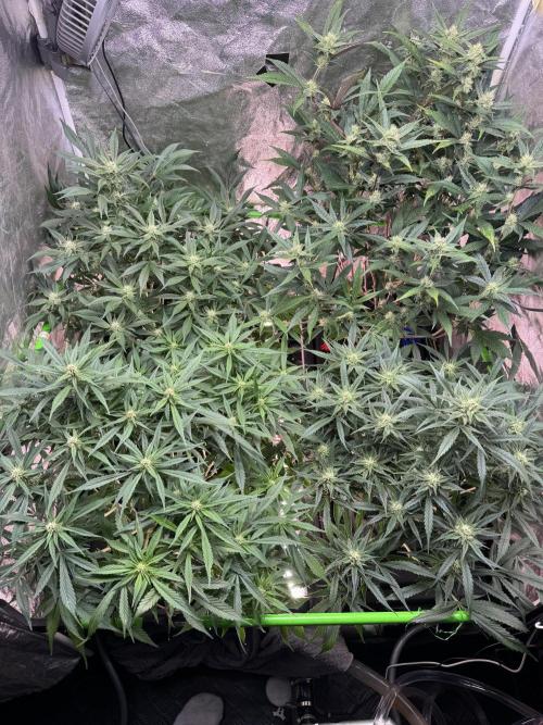 Papaya Cookies Auto | RDWC. Week 9 - Day 59