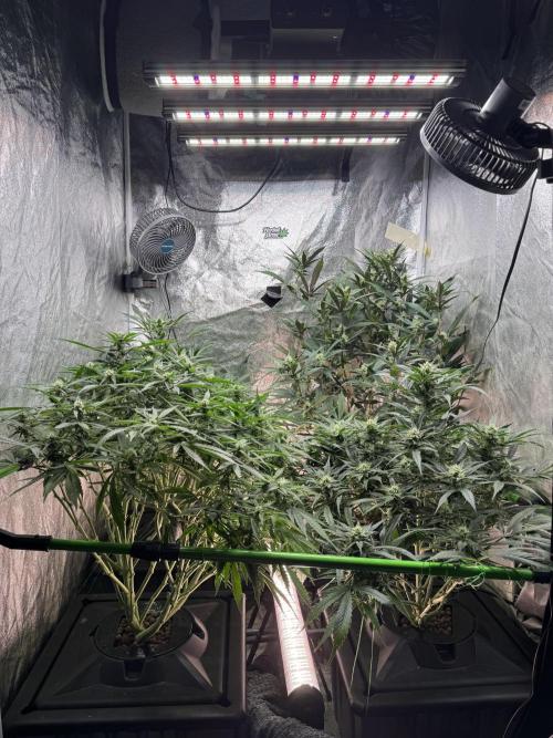 Papaya Cookies Auto | RDWC. Week 9 - Day 59