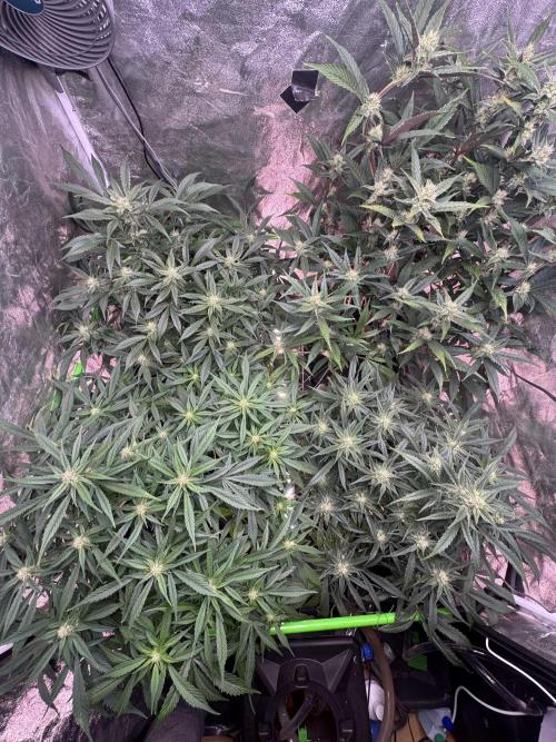 Papaya Cookies Auto | RDWC. Week 9 - Day 60
