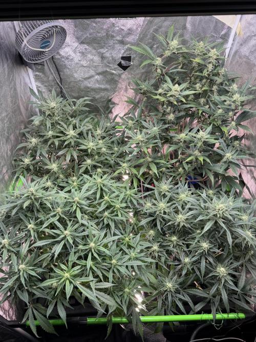 Papaya Cookies Auto | RDWC. Week 9 - Day 61