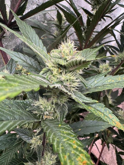 Papaya Cookies Auto | RDWC. Week 9 - Day 61