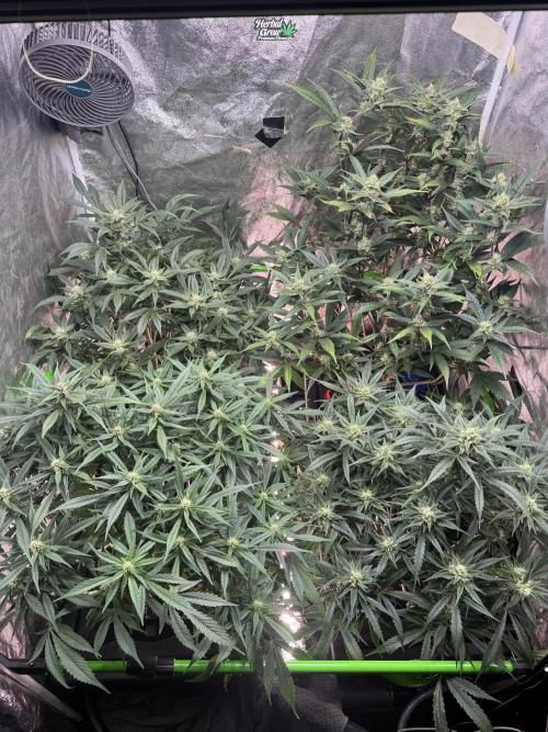 Papaya Cookies Auto | RDWC. Week 9 - Day 62