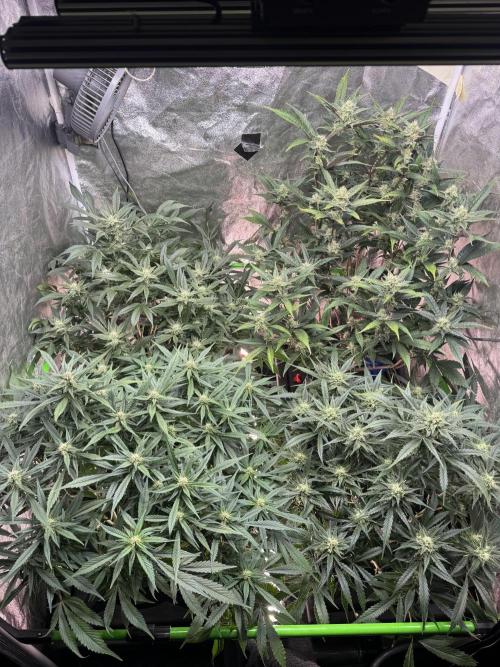Papaya Cookies Auto | RDWC. Week 10 - Day 63