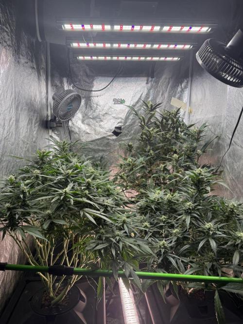Papaya Cookies Auto | RDWC. Week 10 - Day 63