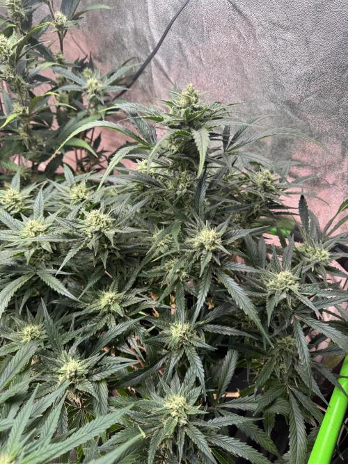 Papaya Cookies Auto | RDWC. Week 10 - Fromt right