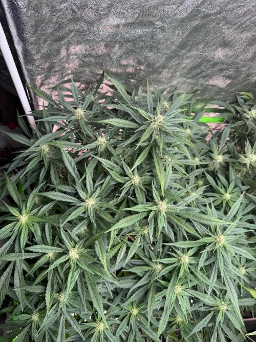 Papaya Cookies Auto | RDWC. Week 10 - Front left