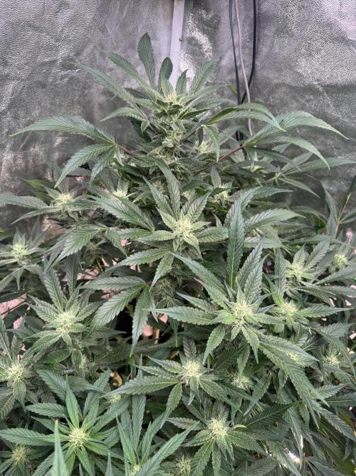 Papaya Cookies Auto | RDWC. Week 10 - Back left