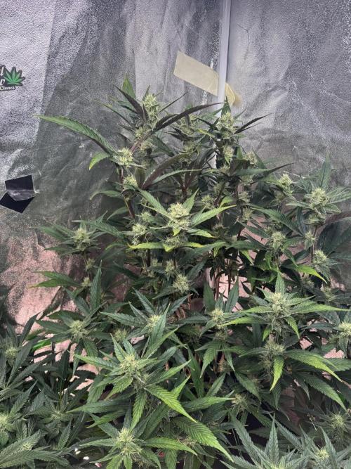 Papaya Cookies Auto | RDWC. Week 10 - Back right
