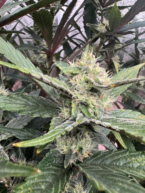 Papaya Cookies Auto | RDWC. Week 10 - Back right