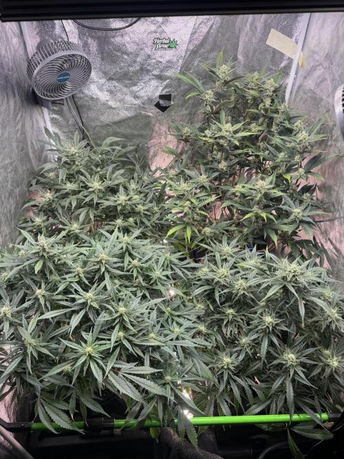 Papaya Cookies Auto | RDWC. Week 10 - Day 64