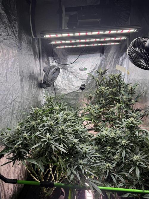 Papaya Cookies Auto | RDWC. Week 10 - Day 65