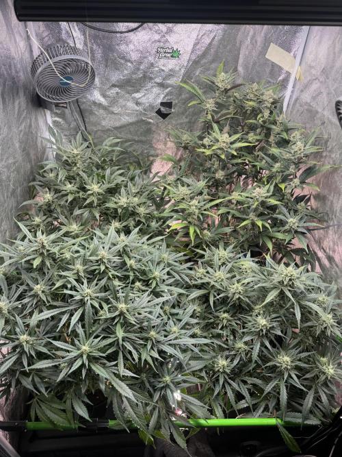 Papaya Cookies Auto | RDWC. Week 10 - Day 66